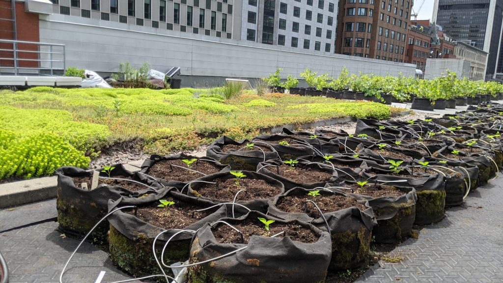 Toit vert – Laboratoire d’agriculture urbaine de Montréal Crédits photo : Chaire de recherche du Canada en action climatique urbaine