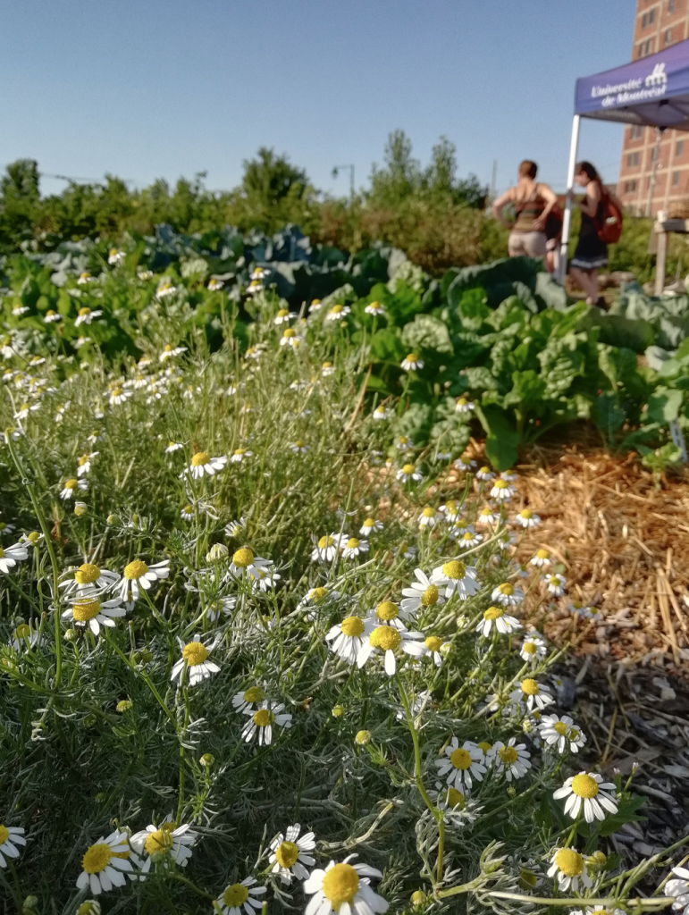 Le Jardin Cra-terre, Campus Mil (Université de Montréal)